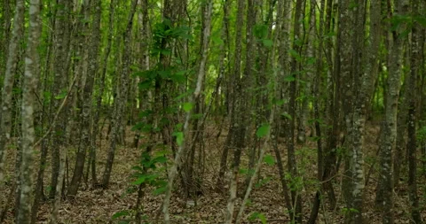 Forest palisade Stock Footage 132351089