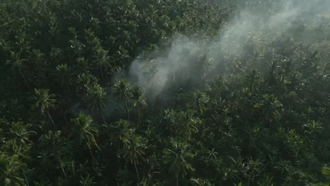 Forest Palm fire started Drone Stock Footage 264157829