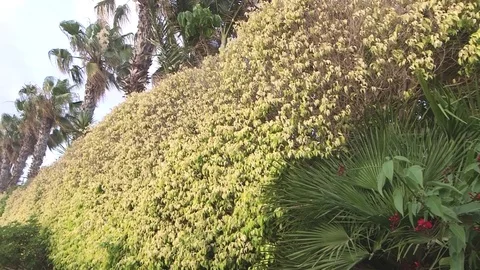 Forest Palm tree, nature, beautiful Stock Footage 76244892