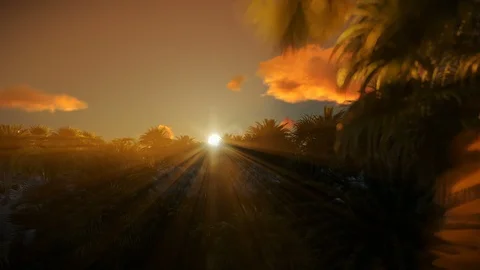 Forest of palm trees and beautiful sunrise 4K Video stock 106450779