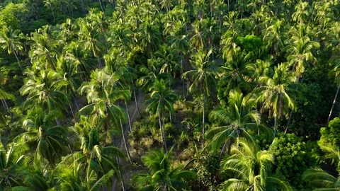 A forest of palm trees Stock Footage 109207925