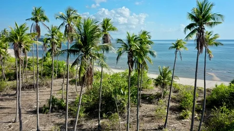 A forest of palm trees Stock Footage 114121830