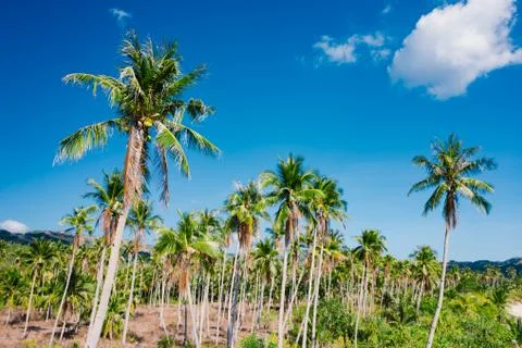 A forest of palm trees Stock Photos