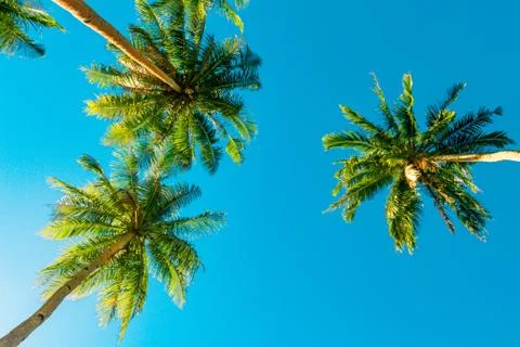 A forest of palm trees Stock Photos