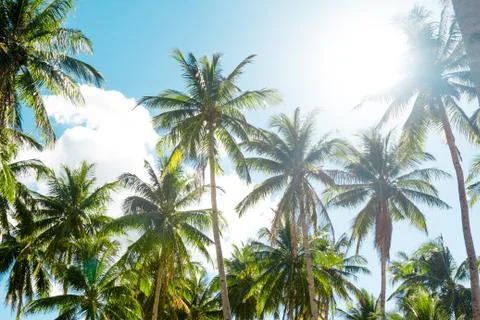 A forest of palm trees Stock Photos