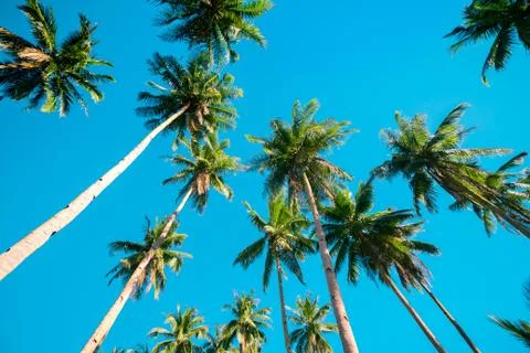 A forest of palm trees Stock Photos