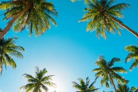 A forest of palm trees Stock Photos