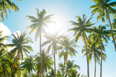 A forest of palm trees Stock Photos