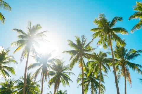 A forest of palm trees Stock Photos