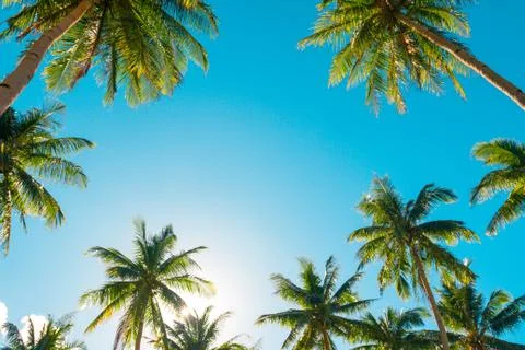 A forest of palm trees Stock Photos
