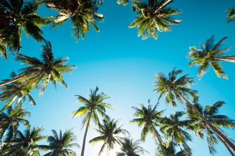 A forest of palm trees Stock Photos