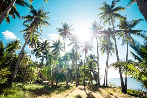 A forest of palm trees Stock Photos