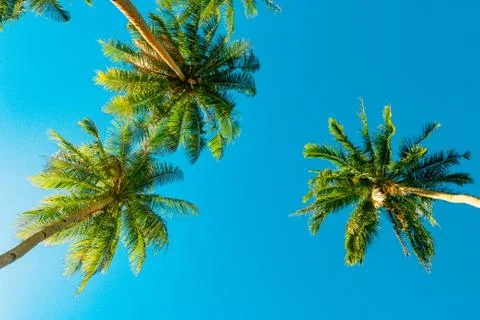 A forest of palm trees Stock Photos