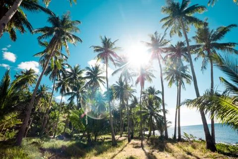 A forest of palm trees Stock Photos