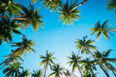 A forest of palm trees Stock Photos