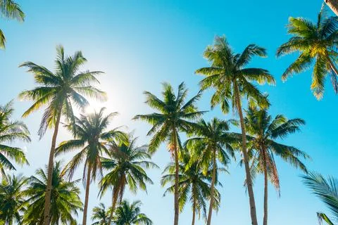 A forest of palm trees Stock Photos