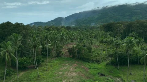 Forest with palm trees volcano and jungle all its glory captured from above by Stock Footage 256298594