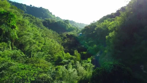 Forest Pan Up 2 動画素材 243610826