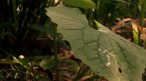 Forest Pan Around Close Up (HD) Stock Footage 11287317