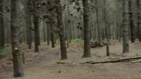 Forest Pan, Blur stop, Bottle Lake, New Zealand Stock Footage 146199925