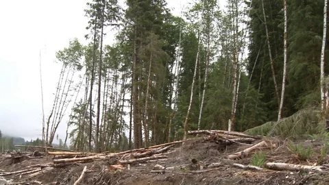 Forest pan dolly or point of view from low angle Stock Footage 75395361