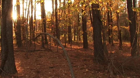 Forest Pan Stockbeeldmateriaal 106548