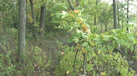 Forest Pan Stock Footage 279444