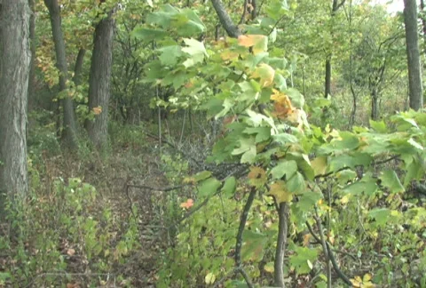 Forest Pan Stock Footage 283717