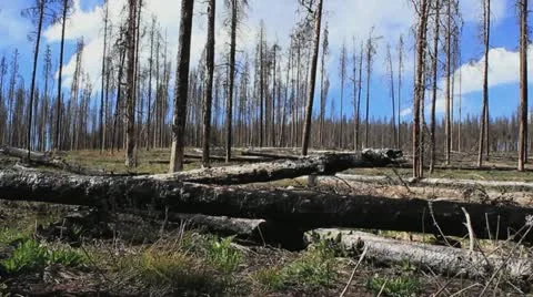 Forest pan 動画素材 11027218