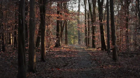 Forest Pan Stock Footage 34043153