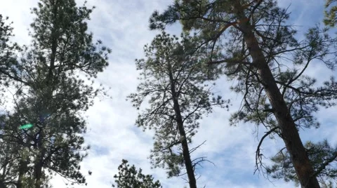 Forest Pan Stock Footage 48479819