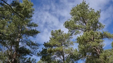 Forest Pan Stock Footage 48480015