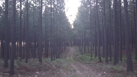 Forest pan Stock Footage 199215005