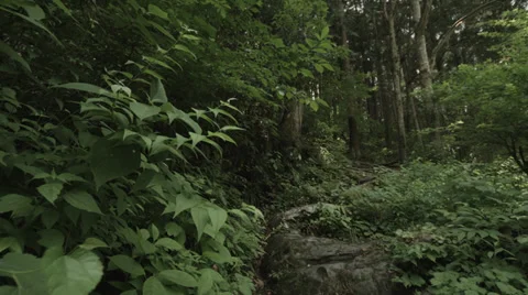 Forest pan, non color-graded Full HD (1920x1080) Stock-Footage 39342811