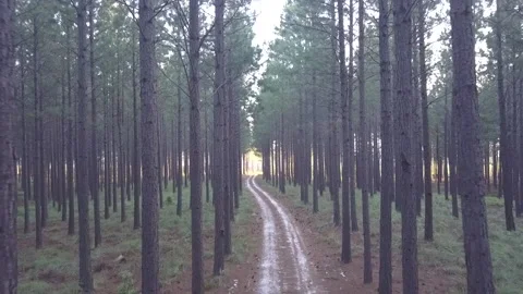 Forest pan pt3 Stock Footage 199214996