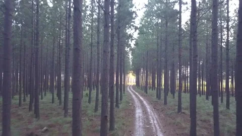 Forest pan pt4 Stock Footage 199214837