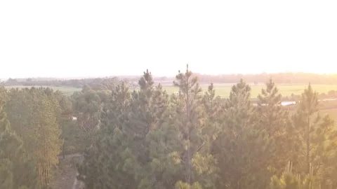 Forest pan pt5 Stock Footage 199215251