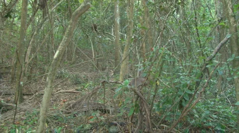 Forest PAN Right Stock Footage 1215743