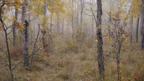 Forest Pan Right Stock Footage 141287955