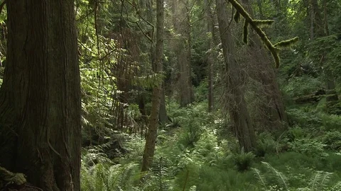 Forest pan with sun flare Stock Footage 75241354