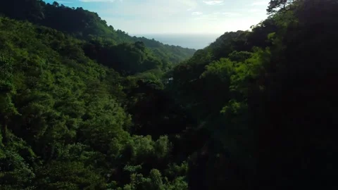 Forest Pan Up Sun 動画素材 243610980