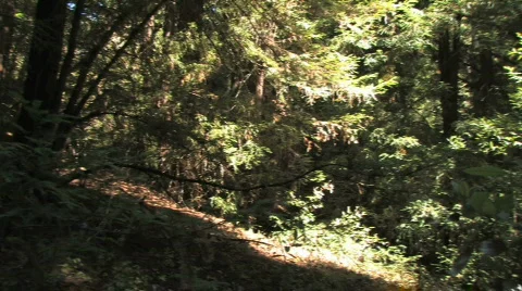 Forest Pan &amp; Tilt Video stock 612427