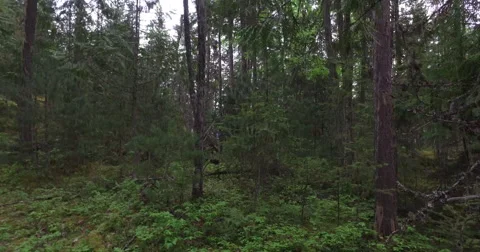 Forest - Pan upwards to overcast sky from small shrub Video stock 62792969