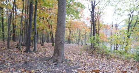 In forest panning slowly through the woods colorful leaves Stock Footage 171159795