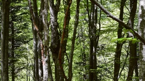 Forest panning view Stock Footage 106975744