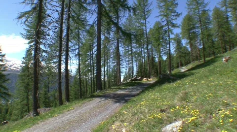 Forest Panorama Stock Footage 532617