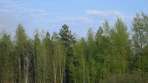 The forest panorama Video stock 88941522