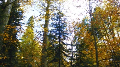 The forest panorama Vídeos de archivo 143460391