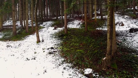 Forest panorama with snow falling off of trees Video stock 148389219