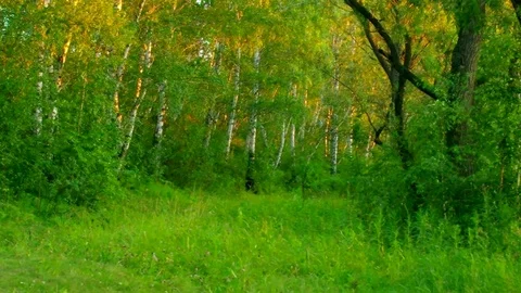 Forest panorama in soft light 库存影片 79793381